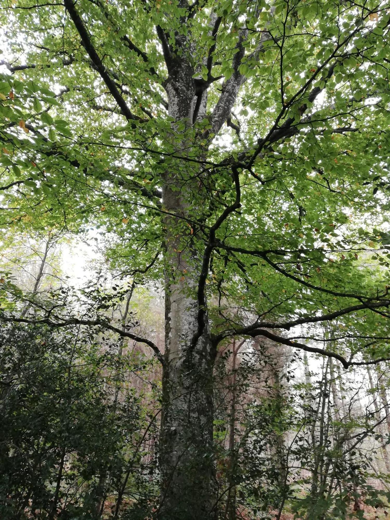 Au Coeur Du Jardin Villa La Boussac Eksteriør bilde